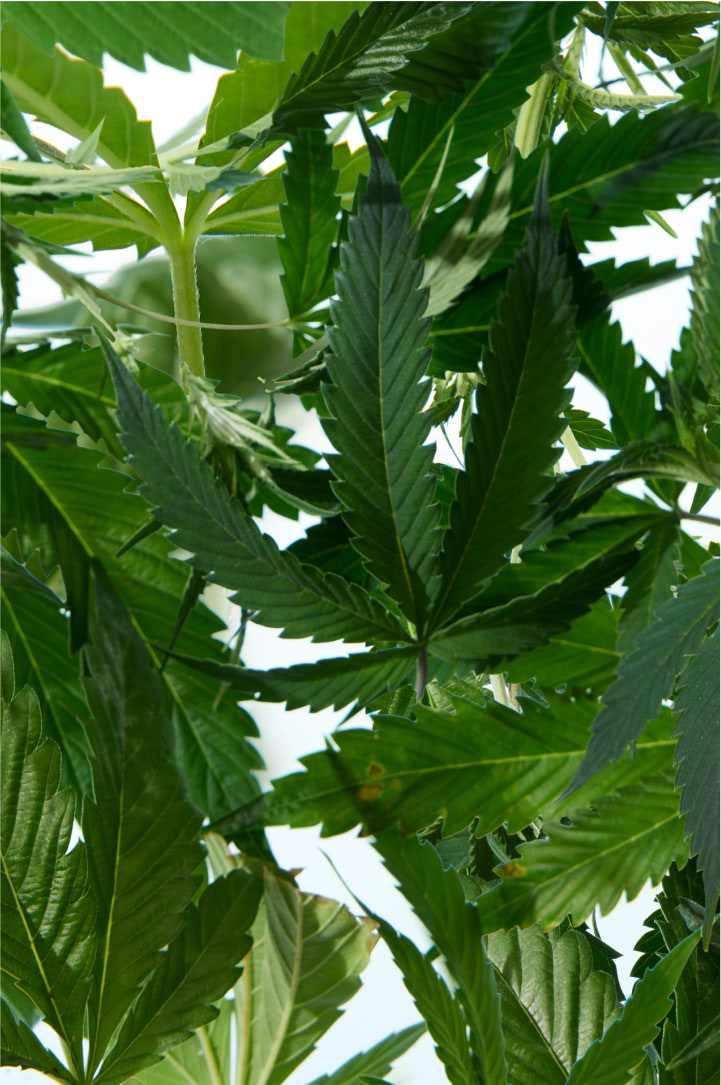 Meet the Casual Clog